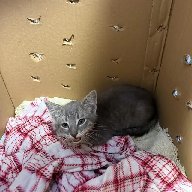 A baby small-sized male Domestic Short Hair cat named Harbor for adoption in Alameda, CA