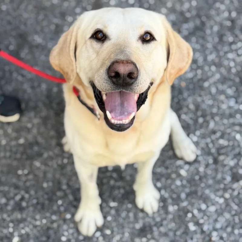 An adult large-sized male White / Cream Mixed Breed dog named Kash for adoption in Asheville, NC