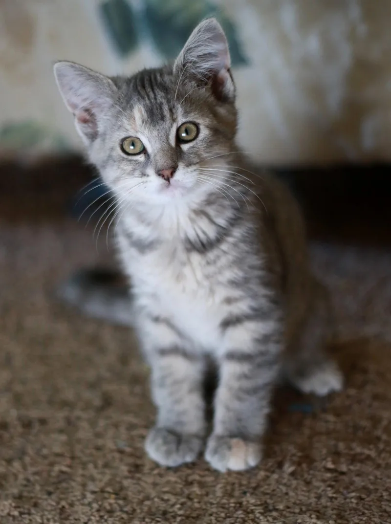 Nermal