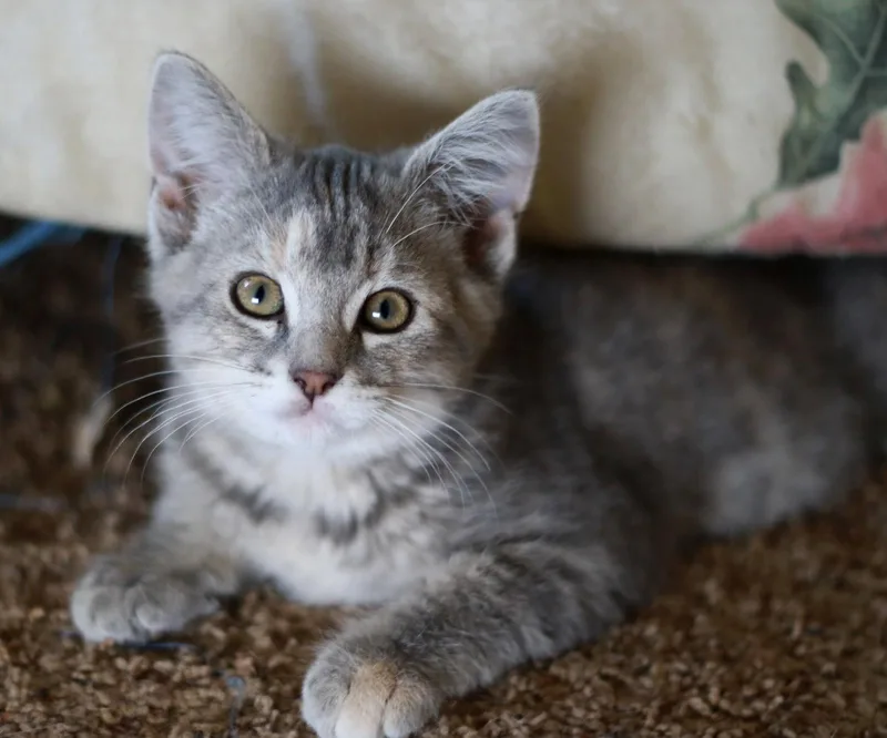 Nermal thumbnail 2