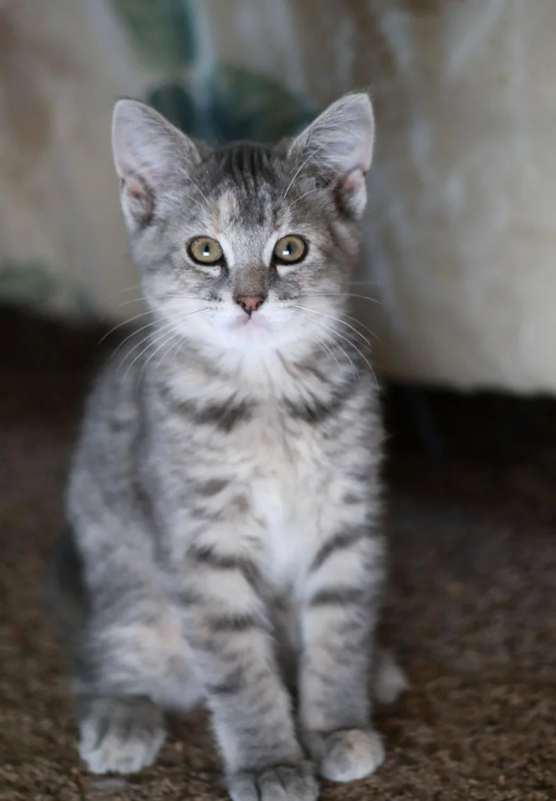 Nermal thumbnail 3