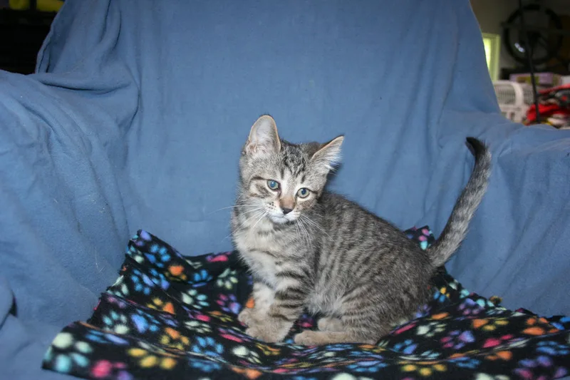 A baby medium-sized male Tabby (Buff / Tan / Fawn) Tabby cat named Pickle for adoption in Howell, MI