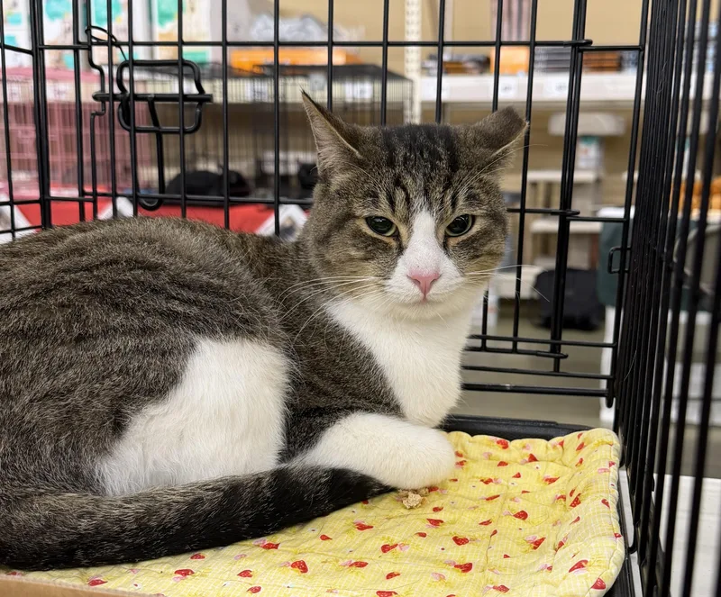 An adult medium-sized male Tabby (Brown / Chocolate) Tabby cat named Hunter for adoption in Columbia, SC