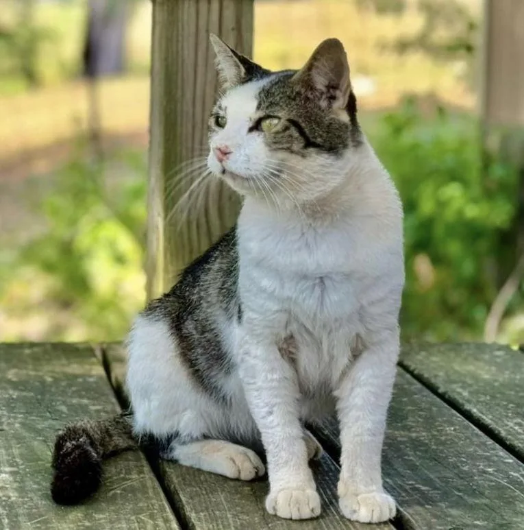 A senior medium-sized male Gray & White Domestic Short Hair cat named Otis Fiv for adoption in Oxford, MS