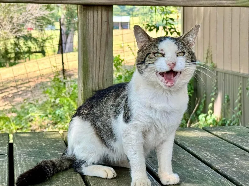 Otis Fiv thumbnail 2