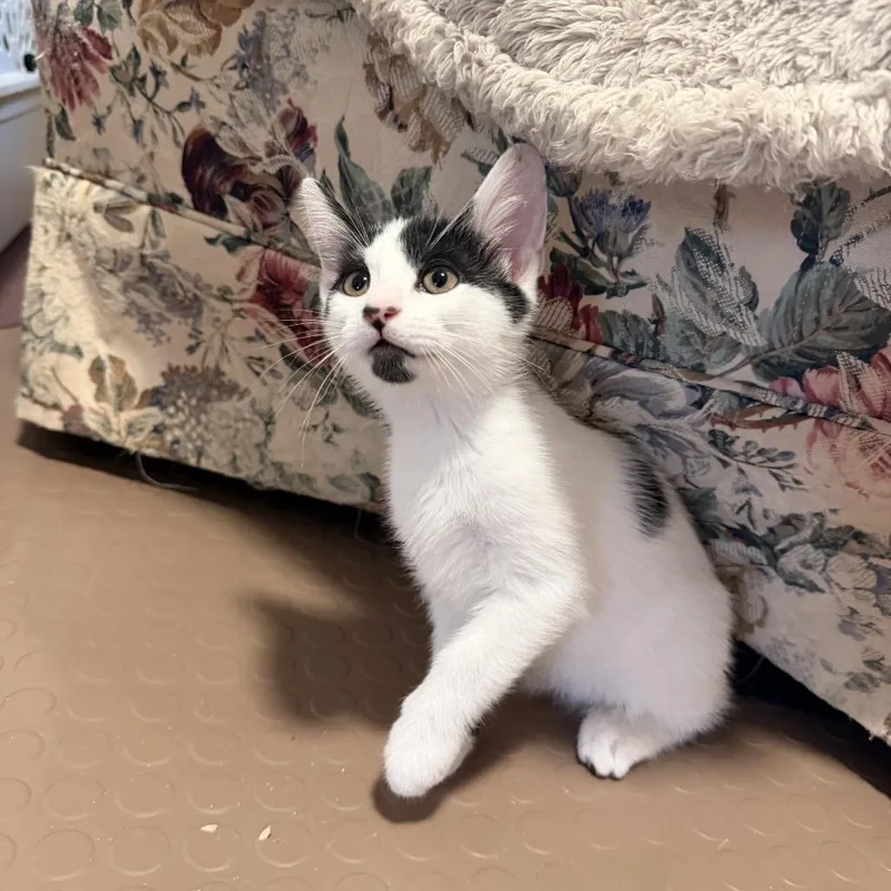 A baby small-sized male White Domestic Short Hair cat named Sketch for adoption in Bel Air, MD