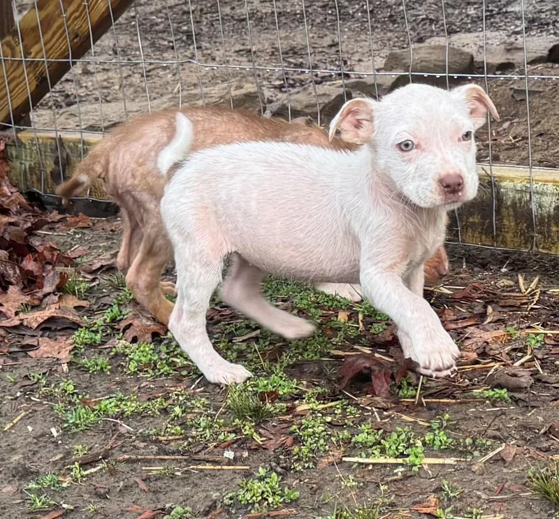 Sis Bunny thumbnail 2