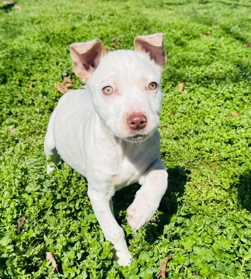 Sis Bunny thumbnail 3