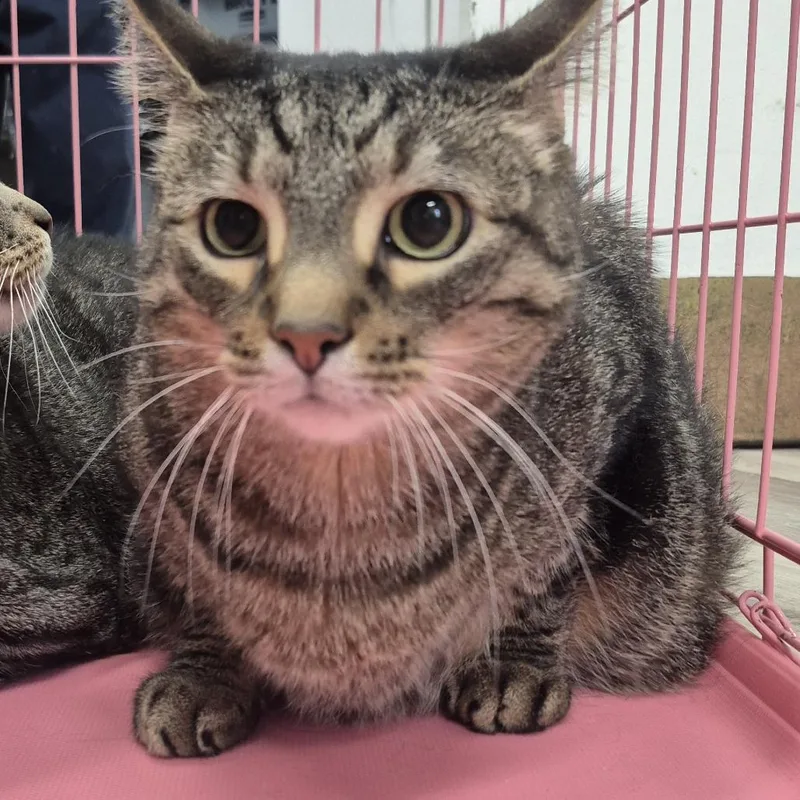 An adult extra large-sized male Brown / Chocolate Domestic Short Hair cat named Bartleby for adoption in Newark, NJ