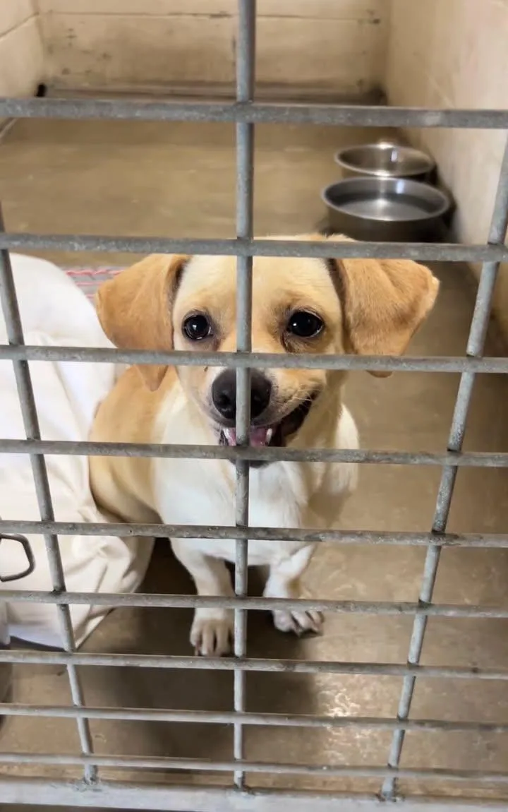 An adult small-sized female Yellow / Tan / Blond / Fawn Dachshund dog named Ducky for adoption in Port Lavaca, TX