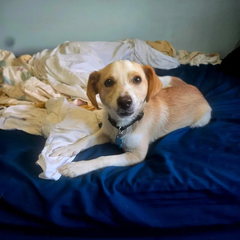 An adult small-sized male Yellow / Tan / Blond / Fawn Chihuahua dog named Daster for adoption in Fort Collins, CO