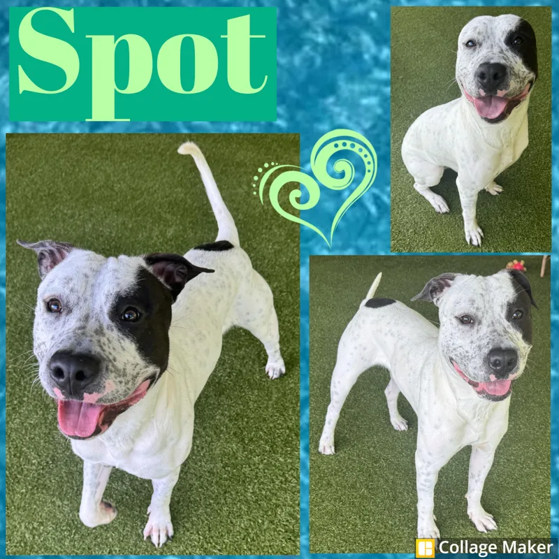 An adult large-sized male Black Terrier dog named Spot for adoption in Clearfield, PA