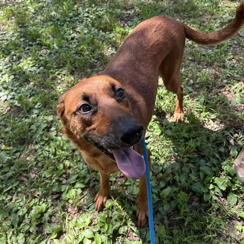 An adult large-sized female Brown / Chocolate Mixed Breed dog named Faith Evans for adoption in Decatur, GA