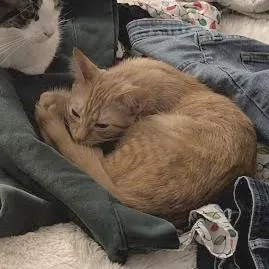 A young small-sized male Orange / Red Domestic Short Hair cat named Redacted Statement for adoption in Medina, OH