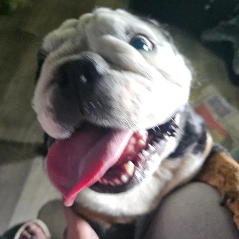 An adult medium-sized female Apricot / Beige English Bulldog dog named Chloe Tizz for adoption in mount vernon, AR