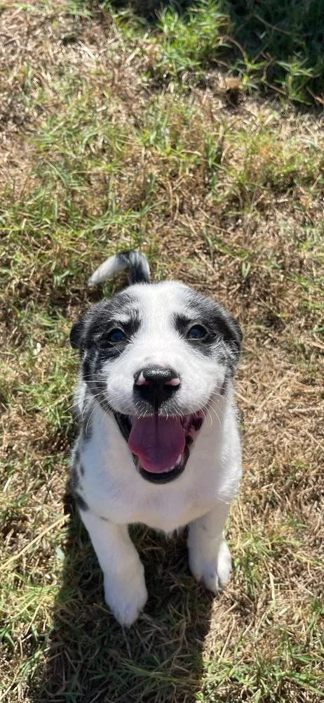 A baby medium-sized female Border Collie dog named Dolly for adoption in Warr Acres, OK