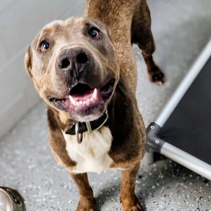 An adult medium-sized male Gray / Blue / Silver Pit Bull Terrier dog named Snoopy for adoption in Danville, KY