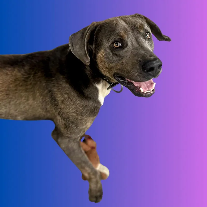 Snoopy thumbnail 3
