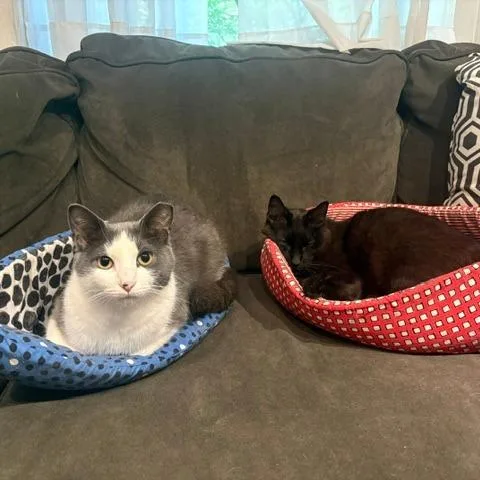 Juan & Gata  thumbnail 2
