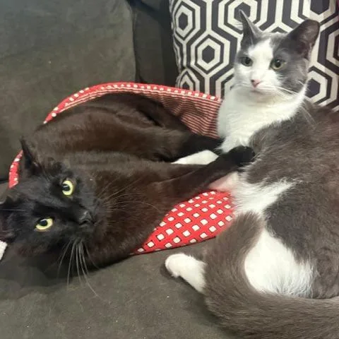 Juan & Gata  thumbnail 3