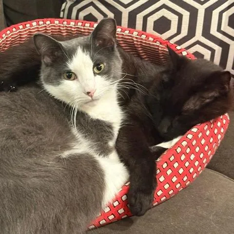Juan & Gata  thumbnail 4