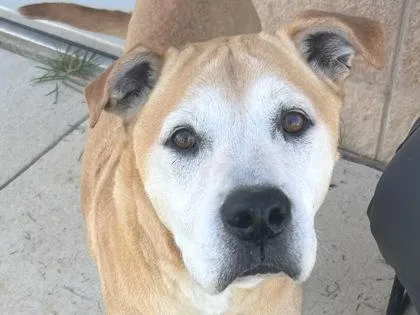 A senior large-sized male Apricot / Beige Mixed Breed dog named Lobo for adoption in Georgetown, TX