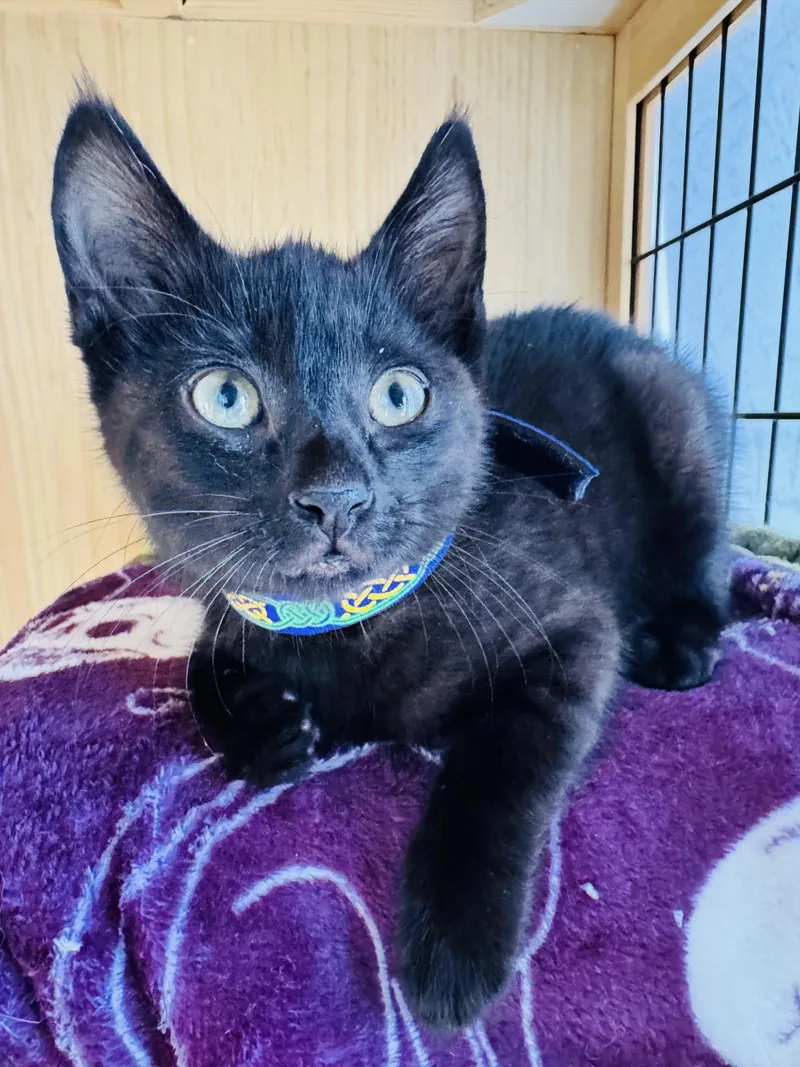 A baby medium-sized male Domestic Short Hair cat named Helix for adoption in Lincoln, CA