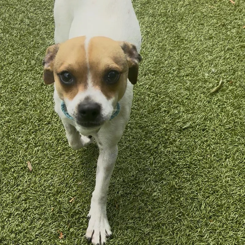 A young small-sized male White / Cream Chihuahua dog named Surf for adoption in Charlottesville, VA