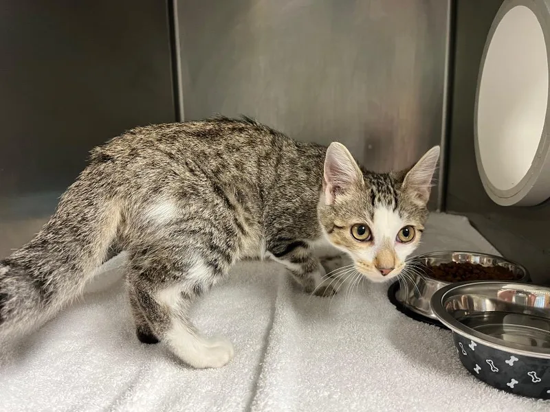 A young small-sized male Domestic Short Hair cat named Finnagan for adoption in Berlin, MD