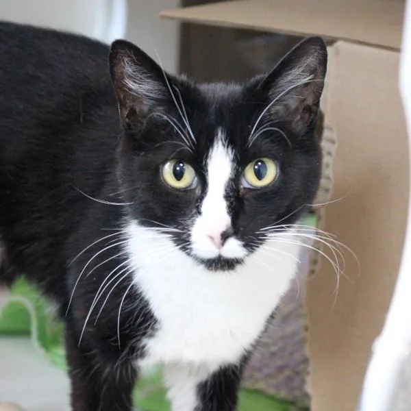 A young small-sized female Domestic Short Hair cat named Colleena for adoption in Des Moines, IA