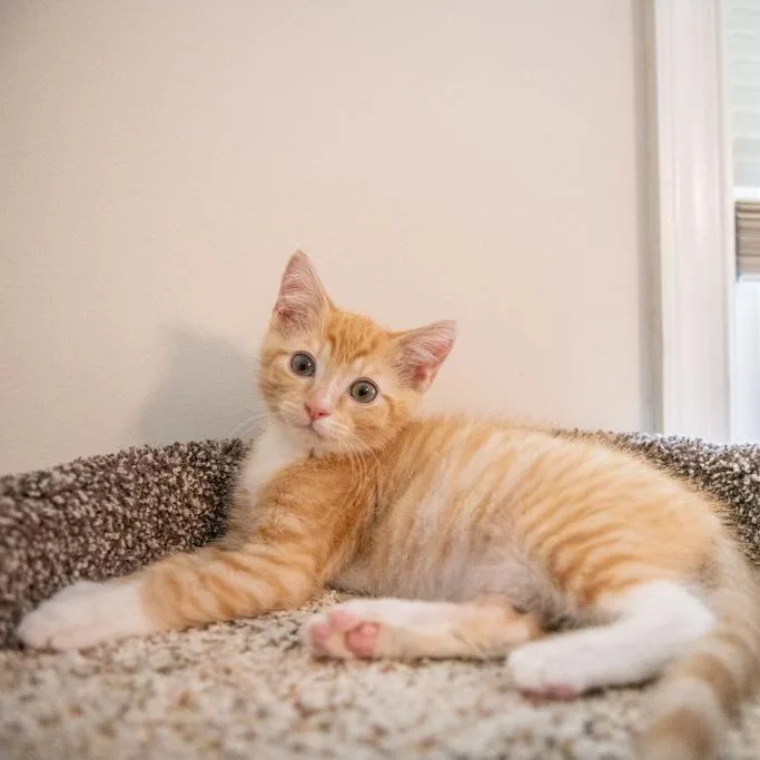 A baby small-sized male Orange / Red Domestic Short Hair cat named Mufusa for adoption in Chantilly, VA