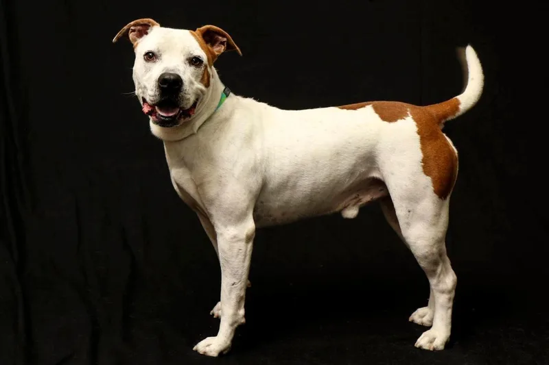 Challenger thumbnail 4