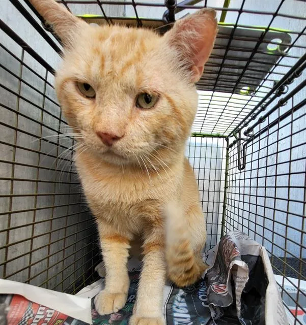 An adult medium-sized male Domestic Short Hair cat named Merv for adoption in San Antonio, TX