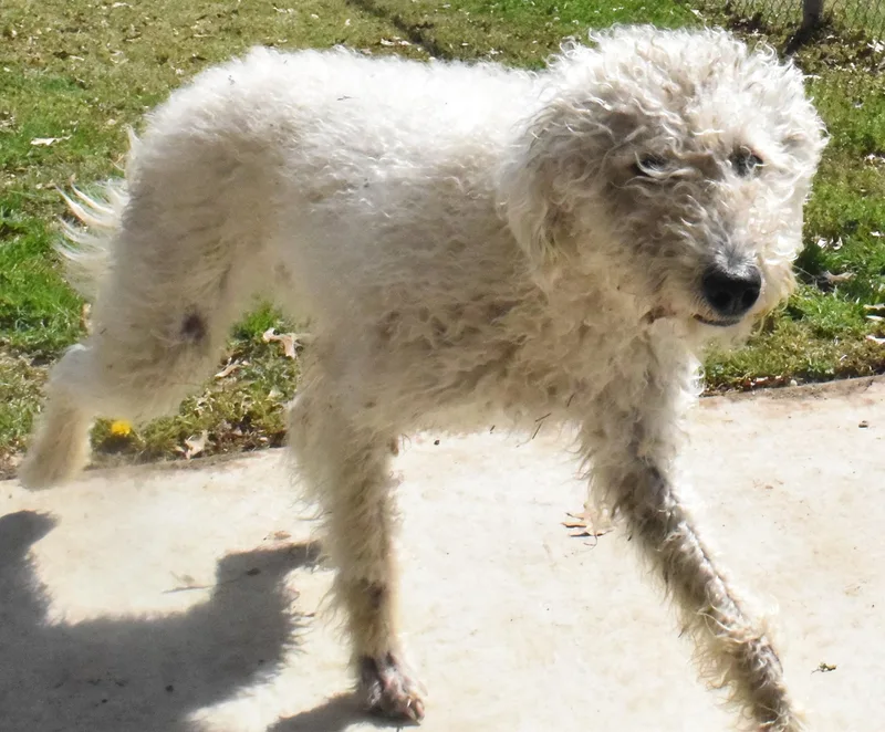 An adult medium-sized female White / Cream Poodle dog named #22038 for adoption in Broken Arrow, OK