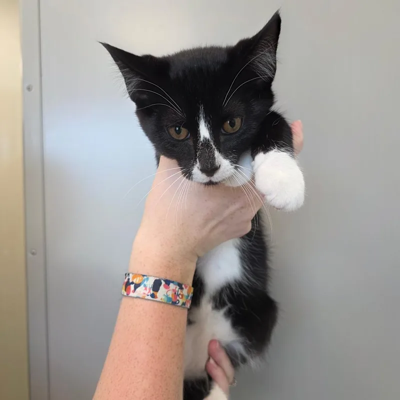 A baby small-sized male Black Domestic Short Hair cat named Owen for adoption in Sand Springs, OK