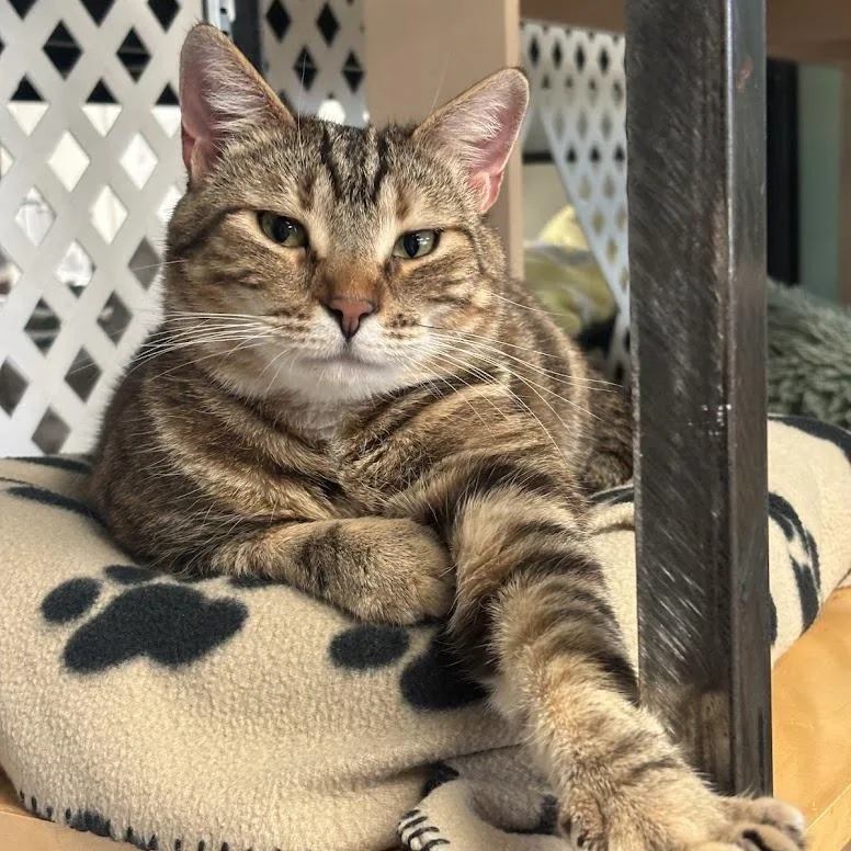 An adult medium-sized female Buff / Tan / Fawn Domestic Short Hair cat named Amber for adoption in Kennett Square, PA