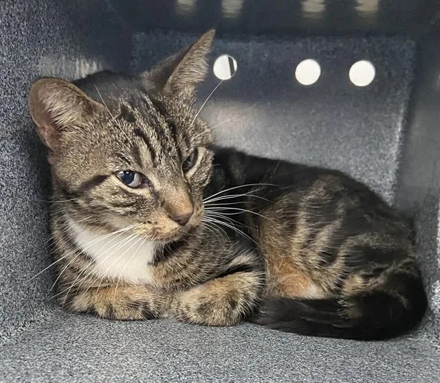 An adult medium-sized male Domestic Short Hair cat named Patches for adoption in Dallas, TX