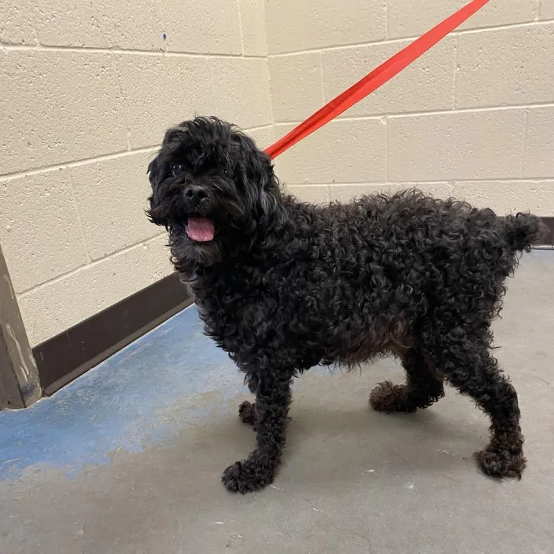 A senior small-sized female Black Mixed Breed dog named Fluffy for adoption in Memphis, TN