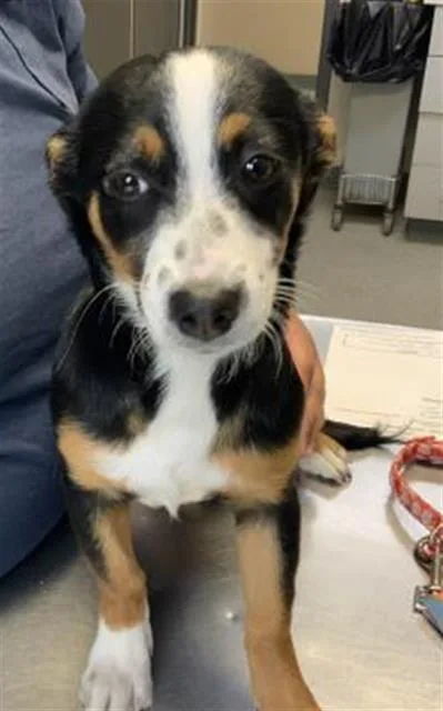 A baby small-sized female German Shepherd Dog dog named Junie for adoption in Visalia, CA