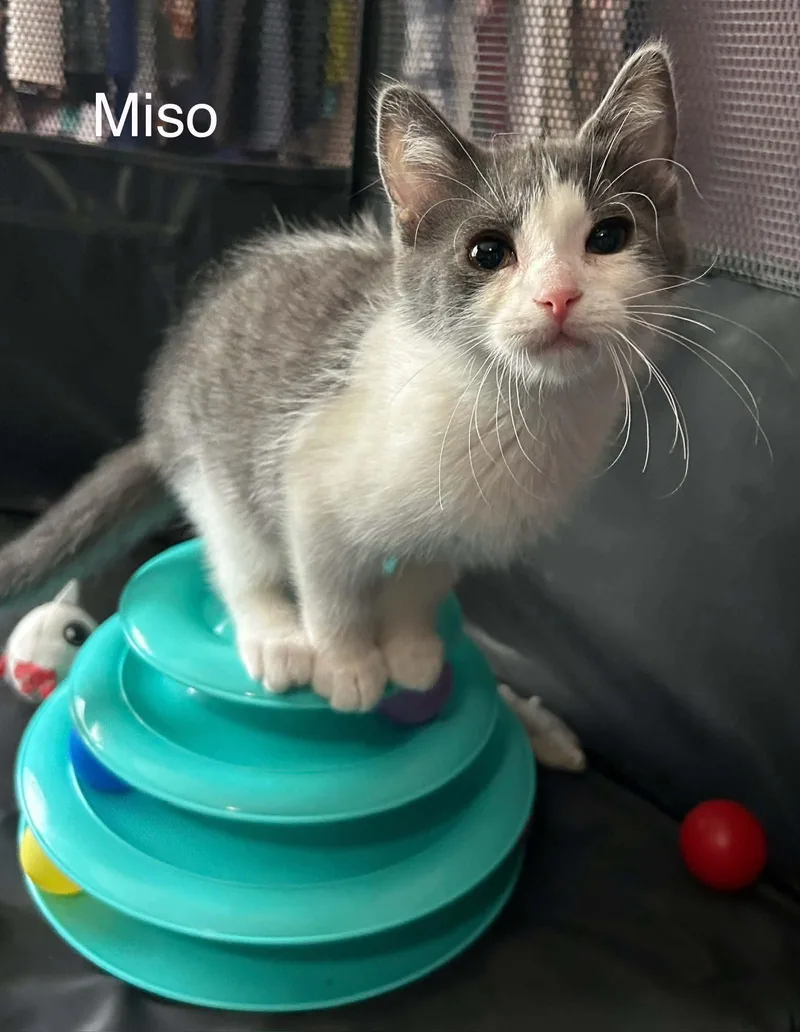 Miso thumbnail 4