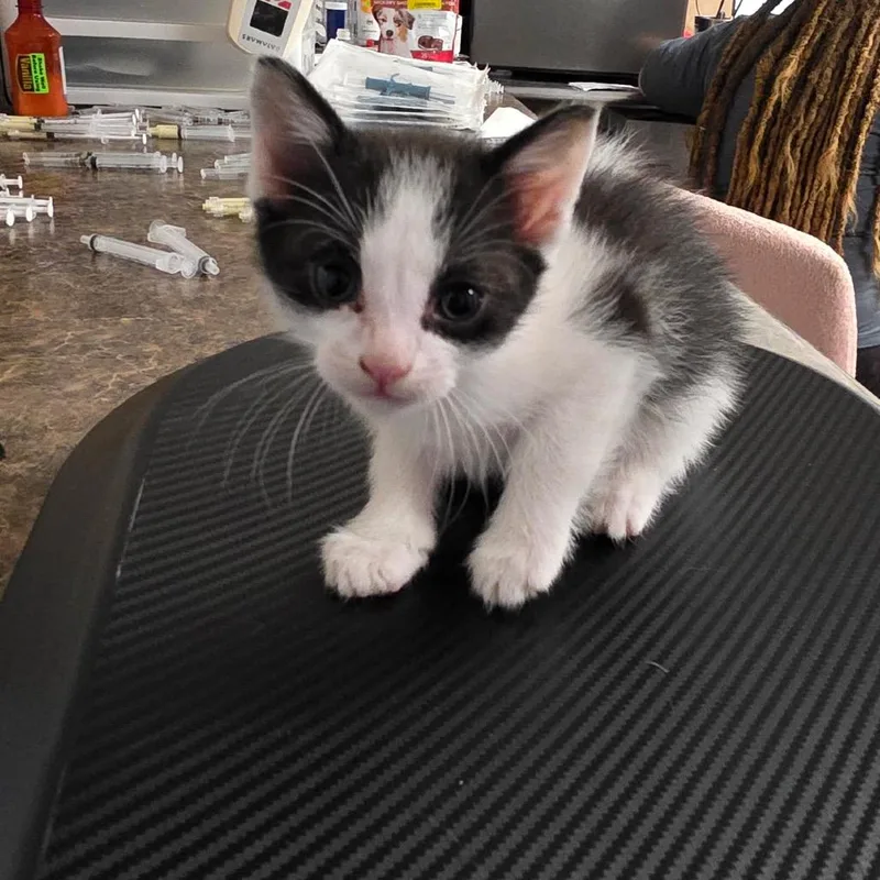 A baby small-sized male Black Domestic Short Hair cat named Gopher for adoption in Eureka Springs, AR