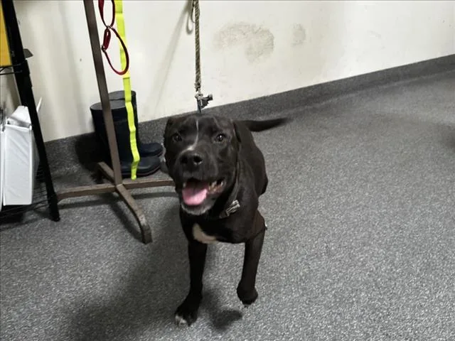 A young medium-sized male Labrador Retriever dog named Poppy for adoption in Los Angeles, CA
