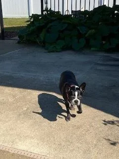 Rosie Marie Prattville  thumbnail 4