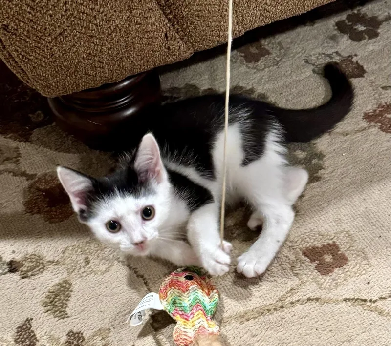 A baby medium-sized female Black & White / Tuxedo Domestic Short Hair cat named Magnolia for adoption in East Amherst, NY
