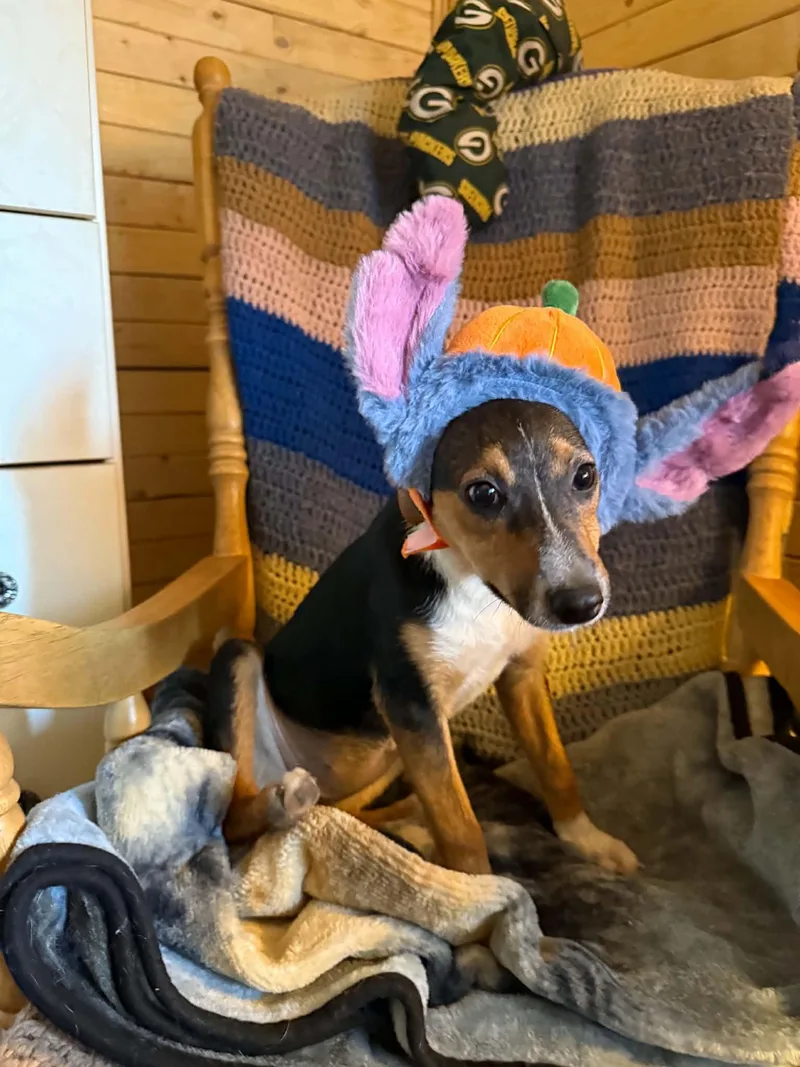 A baby small-sized female Tricolor (Brown, Black, & White) Chihuahua dog named Kay for adoption in North Freedom, WI
