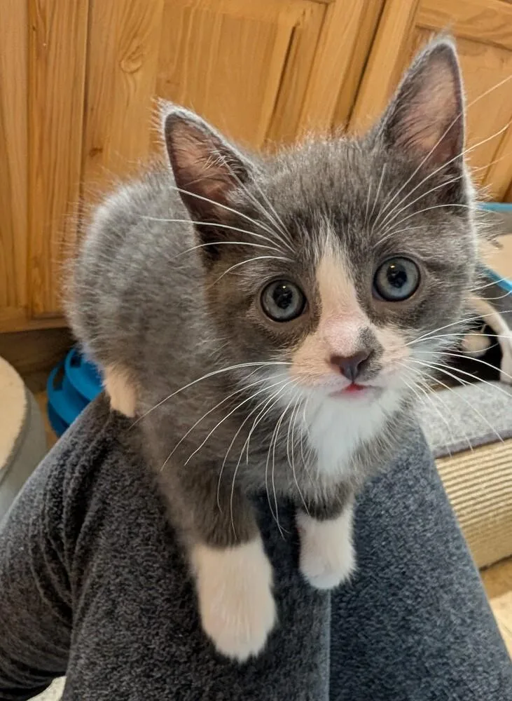 A baby small-sized male Gray & White Domestic Short Hair cat named Lightning for adoption in Westfield, WI
