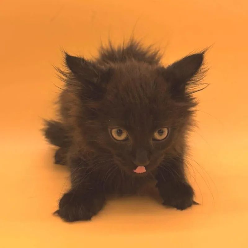 A baby small-sized male Black Domestic Medium Hair cat named Fable for adoption in Plainfield, IL