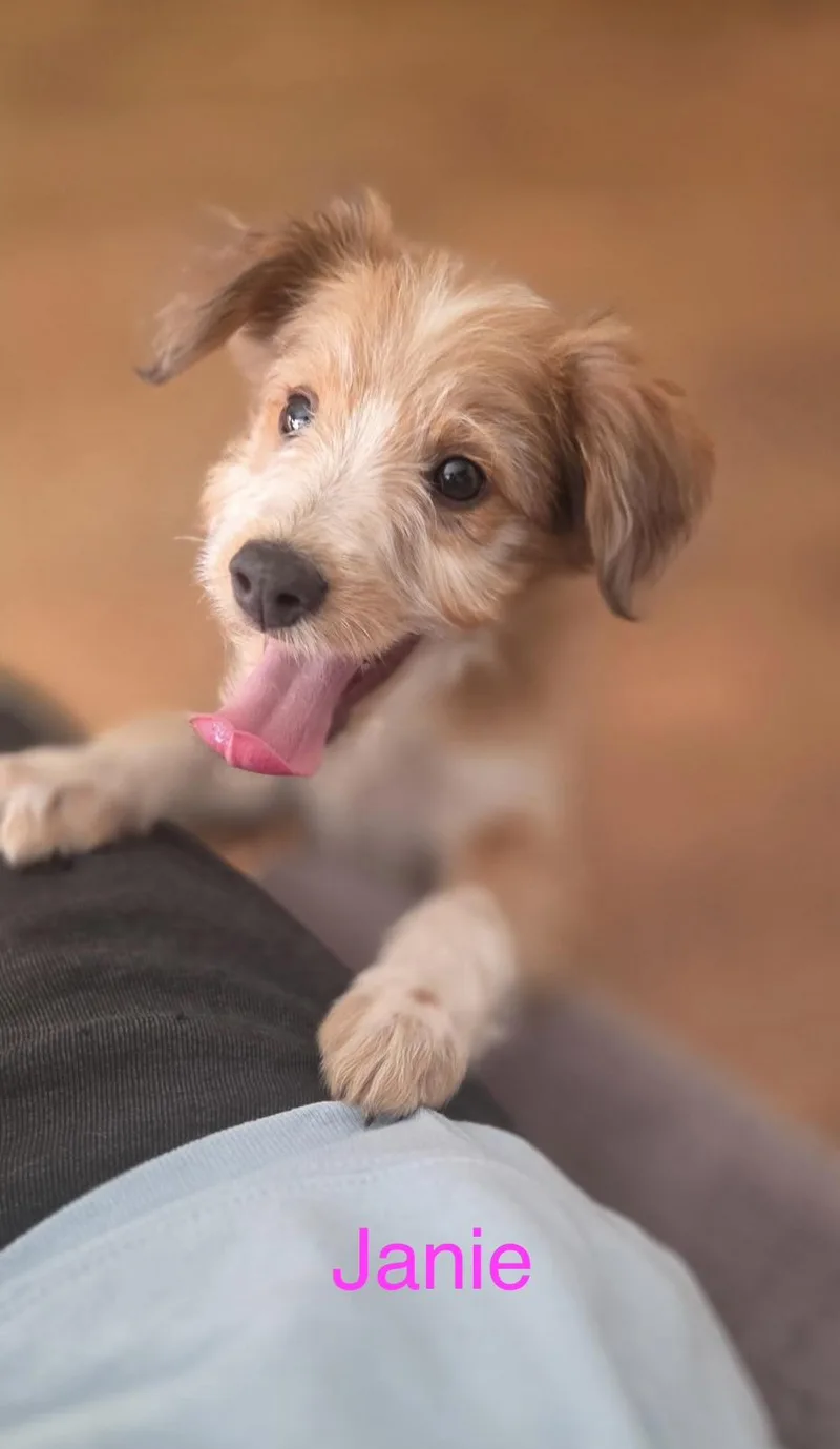 A baby small-sized female Miniature Poodle dog named Janie for adoption in Warren, MI