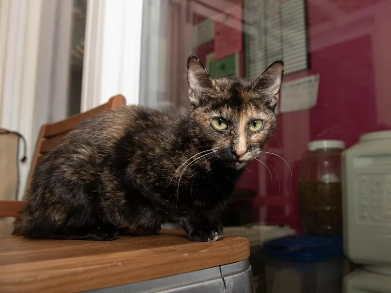 A young medium-sized female Domestic Short Hair cat named Sharpay for adoption in Lansing, KS