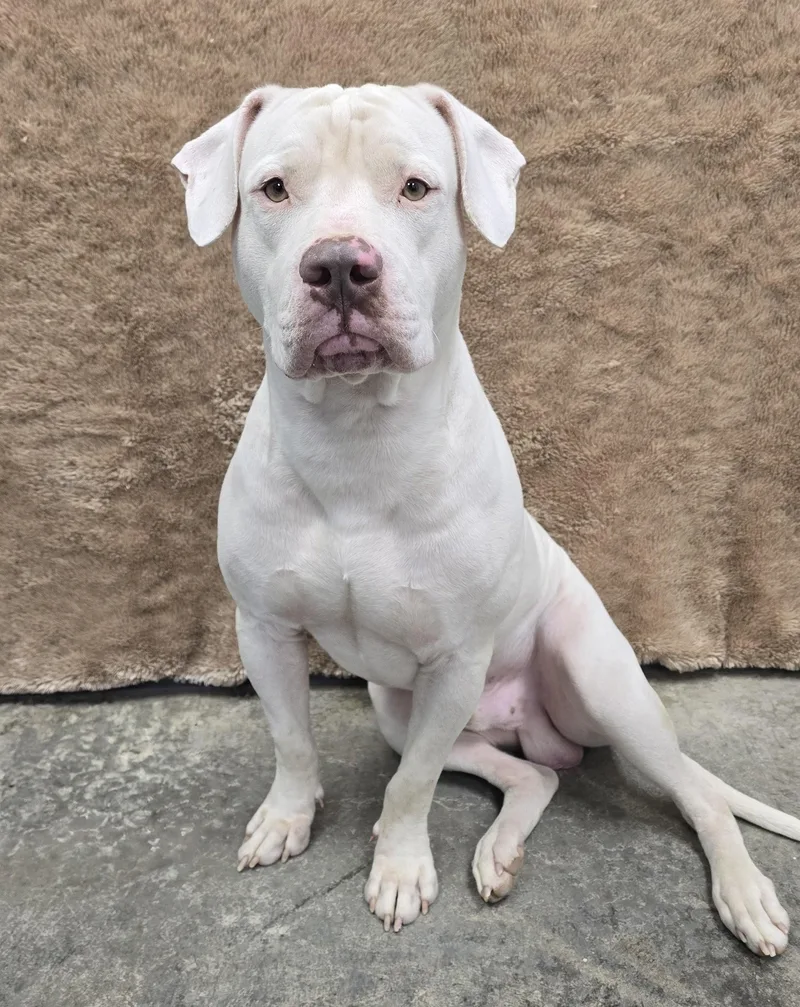 A young large-sized male White / Cream Terrier dog named Kylo for adoption in Mount Carmel, IL